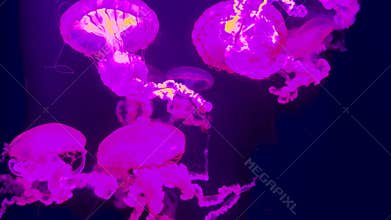 Jellyfish swimming in an aquarium. Selective focus.
