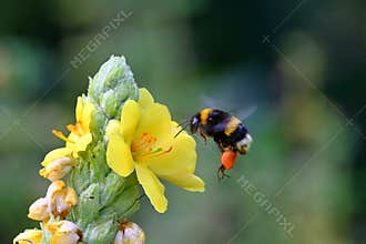 Bumblebee on a yellow flower, Bombus terrestris