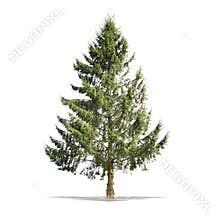 Beautifull green tree on a white background in high definition