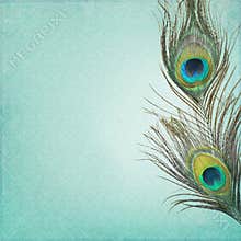 Vintage background with peacock feathers