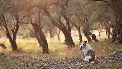 Jack Russell Terrier sitting under olive trees