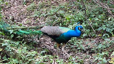 A peacock