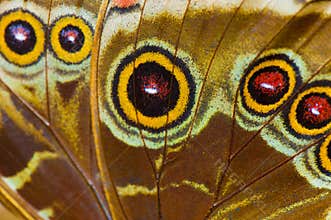 Macro of blue morpho butterfly wing