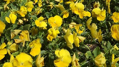 Yellow Pansies