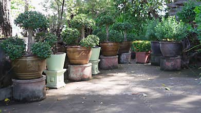 Garden Landscaping with Ornamental Plants and Dragon Pattern Vase