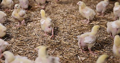 young broiler chickens at a large poultry farm