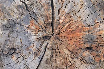 Tree trunk cross section