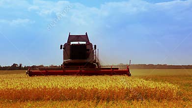 Combine is harvesting golden wheat