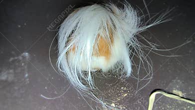 Long-haired (Peruvian) guinea pig in the tunnel.