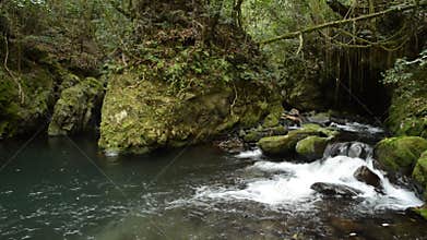 Brook under green forest