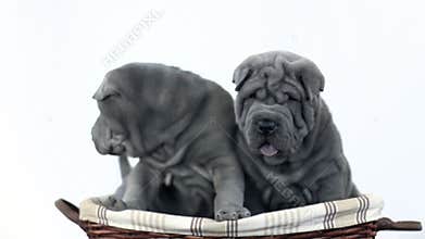 Two Shar Pei Pups Sitting in a Basket