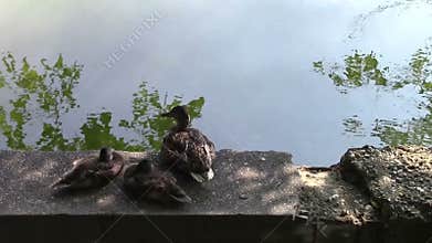 Three ducks