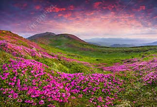 Magic pink rhododendron flowers in the mountains.