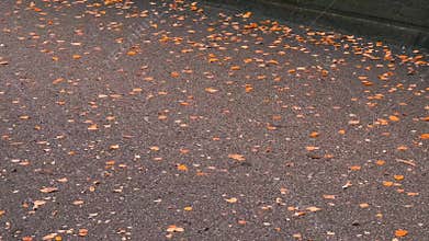 Brightly colored autumn leaves lie on black asphalt. Autumn background. Wet autumn leaves close-up in vibrant shades of bright