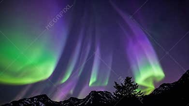 mountain ridge beneath swirling aurora lights, purple and green waves cascading over jagged peaks, lone pine silhouette