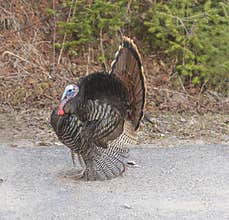 Male tom wild turkey meleagris gallopavo displaying mating feathers