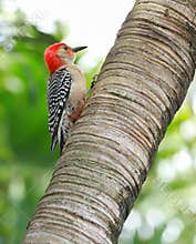 Colorful red bellied woodpecker