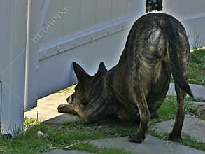 Are You Home Yet? Dog looking under the fence for their best friend