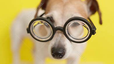 Adorable nerd dog nose and eyes in glasses.