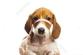 Image of dog white background