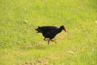 Photo of the Australasian swamphen or pukeko