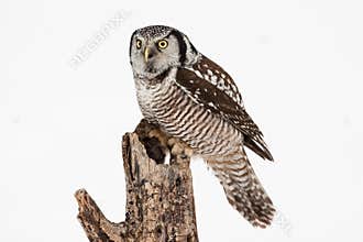 Northern Hawk Owl