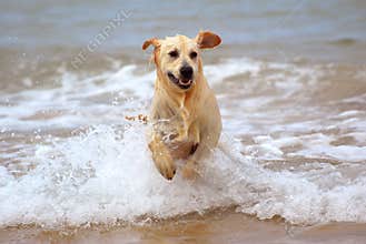 Dog running in water