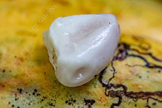 Wild Cacao Fruit
