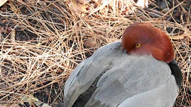 Duck in natural habitat. Waterflow bird in wild nature. Waterbird in wilderness