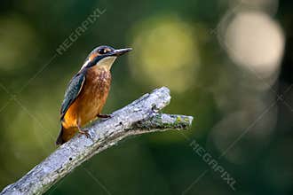 Kingfisher. Alcedo Atthis.