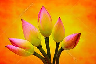 Divine bicolor lotus flower buds against abstract background