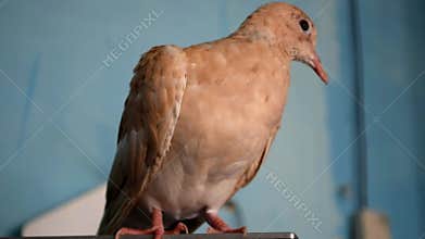 Brown pigeon on a field in home. wild pigeons sitting on the tv. animal bird inside close up, pet animals portrait avian Asian