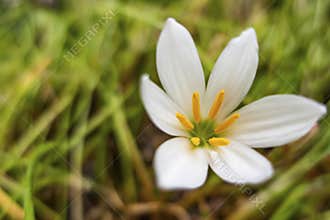 Fairy lily, florida native fall white flowers in nature