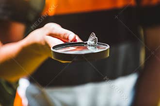 Butterfly in a child`s hand. butterfly on a child`s palm.