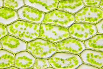Microscopic view of moss leaf Plagiomnium affine