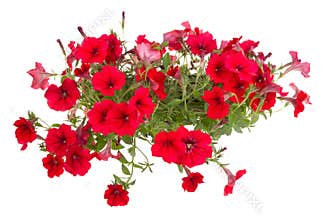 Garden flower
