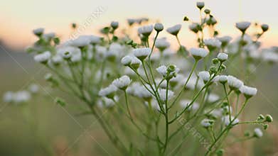Erigeron Annuus backlit with sunrise