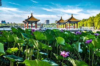 Lotus blooming in the water in Nanhu Park, Changchun, China