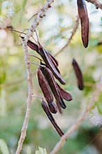 Carob on a tree