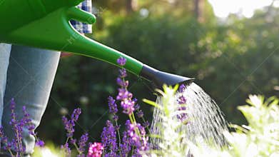 Young woman watering lavender flowers at garden