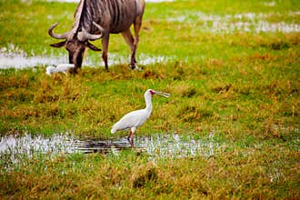 Yellow-billed stork Ibis and wild beast animal