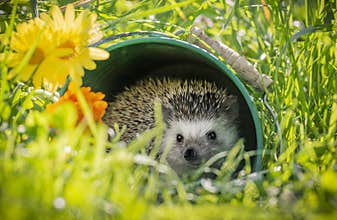 Four-toed Hedgehog African pygmy hedgehog - Atelerix albiventris