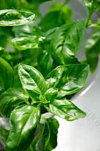 Fresh Basil Spice