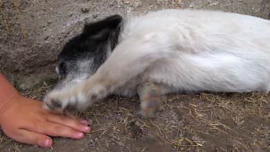 Boy stroking hand stray dog mongrel. Animal care