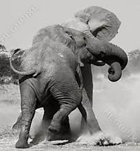 African Elephants fighting - Botswana