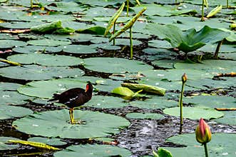 Lotus and Blackwater Chicken