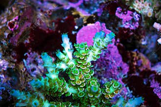 Acropora short polyps stony coral