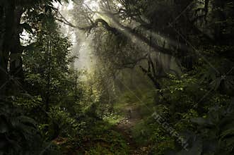 Deep tropical jungle in darkness