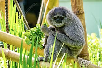 Silvery gibbon, Hylobates moloch in the zoo