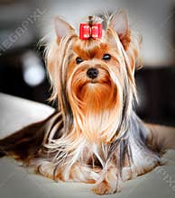 Yorkshire Terrier